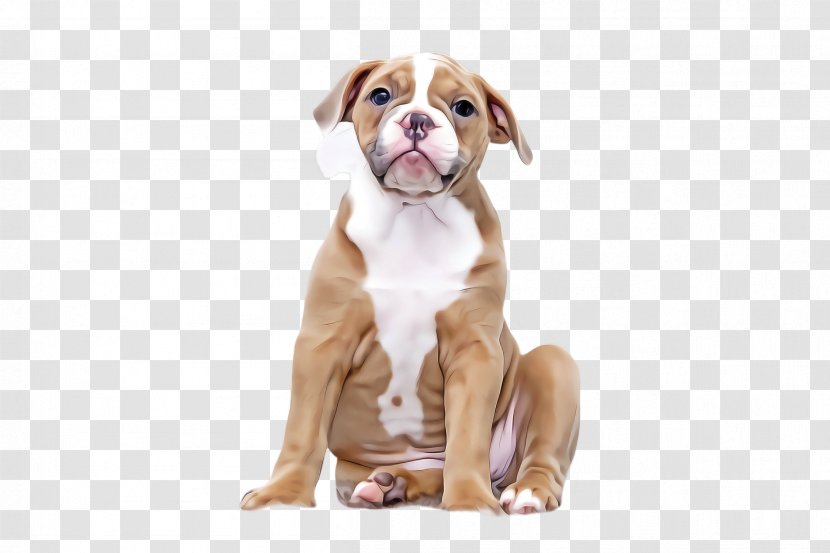 Bulldog - Companion Dog - Boxer Transparent PNG