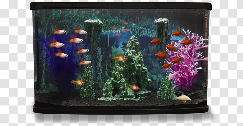 Aquarium Siamese Fighting Fish PetSmart Tropical Aquascaping - Decor - Decoration Transparent PNG