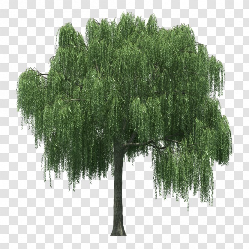 Tree Weeping Willow Image Shrub - Grass - Aerophone Border Transparent PNG