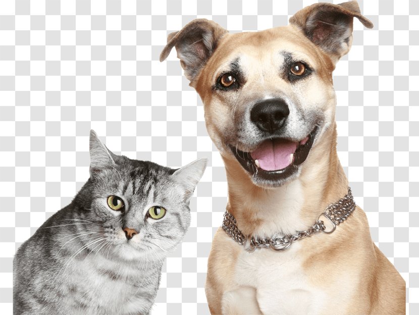 Dog–cat Relationship Kitten Puppy Pet - Funny Dog Transparent PNG