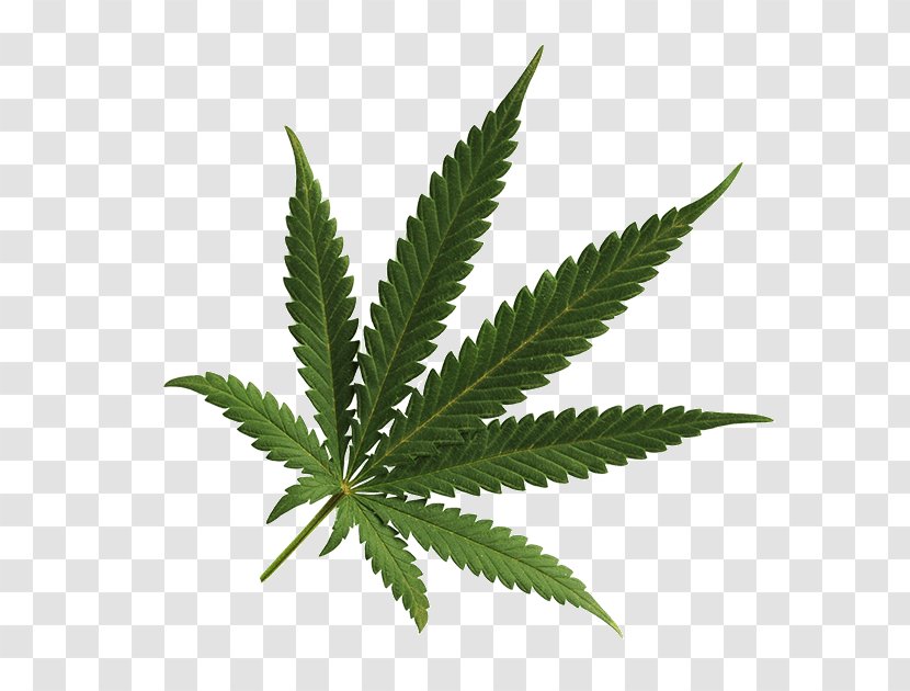 Cannabis Cultivation Leaf Medical Spots Transparent PNG