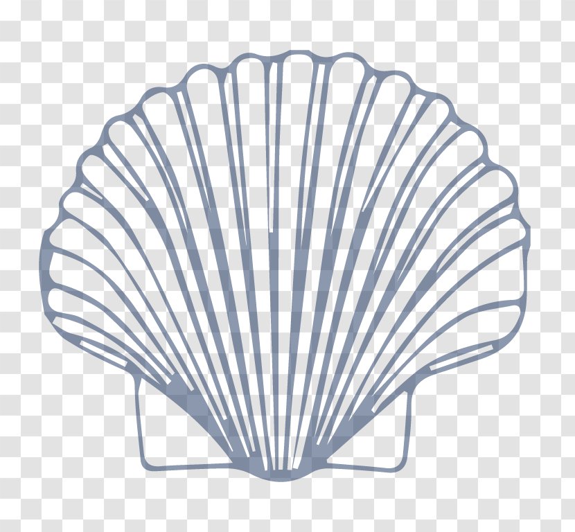 Seashell Mollusc Shell Drawing Pectinidae Nautilidae - Chitons Transparent PNG
