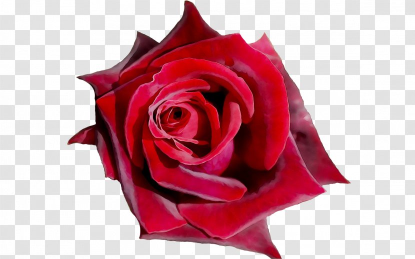 Garden Roses Cut Flowers Petal - Rose Order Transparent PNG