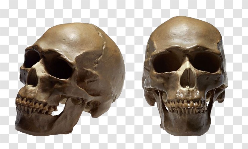 Skull No Homo Sapiens Therapy Ga - Ya - Human Skeleton Cranial Head Transparent PNG