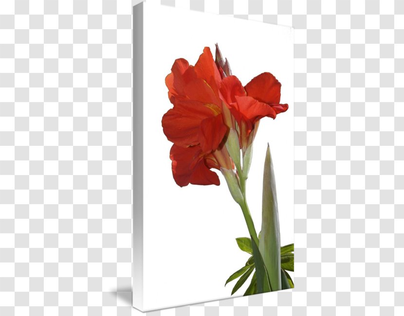 Amaryllis Jersey Lily Indian Shot Cut Flowers Tulip - Canna Transparent PNG
