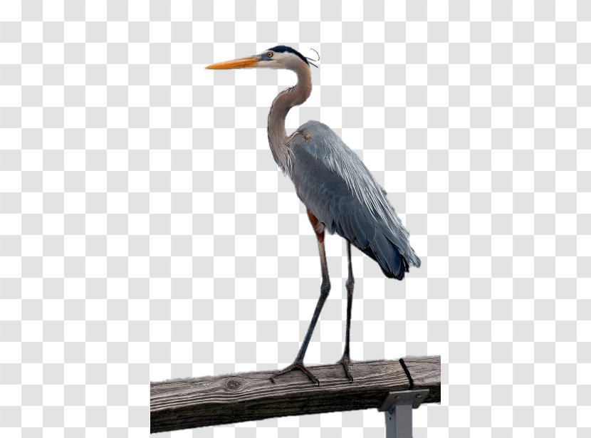 Bird Crane Great Blue Heron Grey Little Transparent PNG