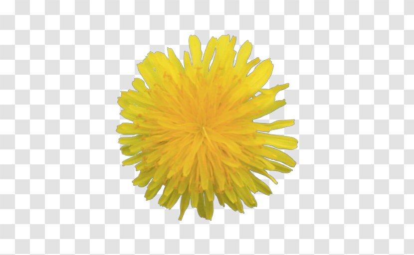 Dandelion Yellow Sow Thistles Flower - Plant - Native Sowthistle Pollen Transparent PNG