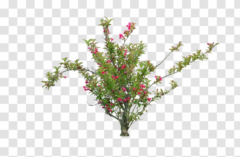 Flower Garden Blog Clip Art - Twig Transparent PNG