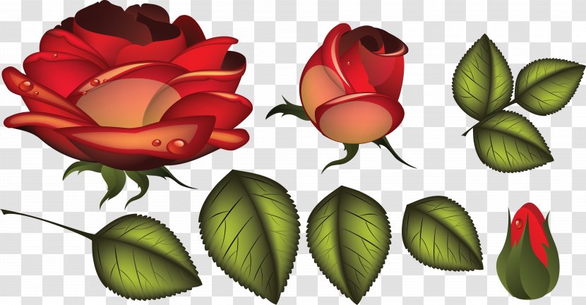 Cut Flowers Garden Roses Clip Art - Rose Order - Blush Floral Transparent PNG