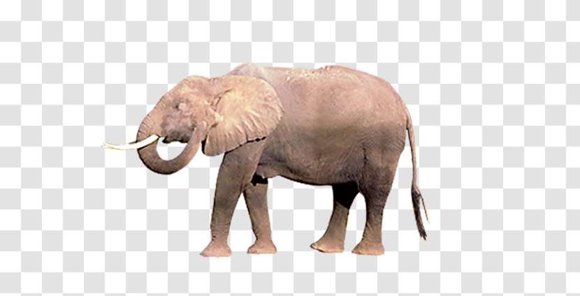 African Elephant Indian - Mammal - Walking Side Transparent PNG