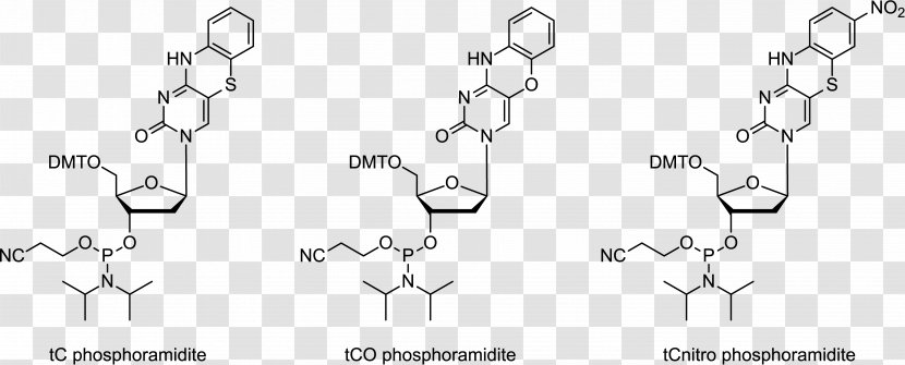 Phosphoramidite Adenine Oligonucleotide Synthesis Guanine - Technology - 4aminopyridine Transparent PNG