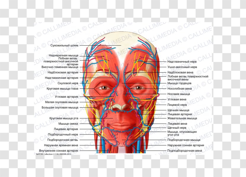 Head And Neck Anatomy Nerve Human Body Nervous System - Watercolor - Muscles Transparent PNG