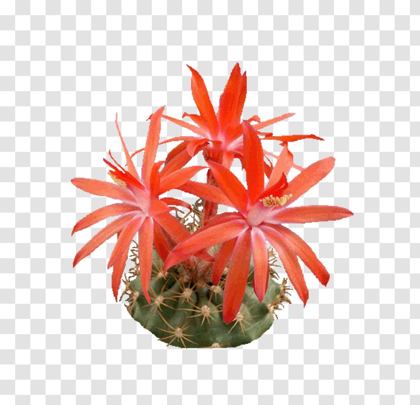 Epiphyllum Icon - Flowerpot - Cactus Transparent PNG