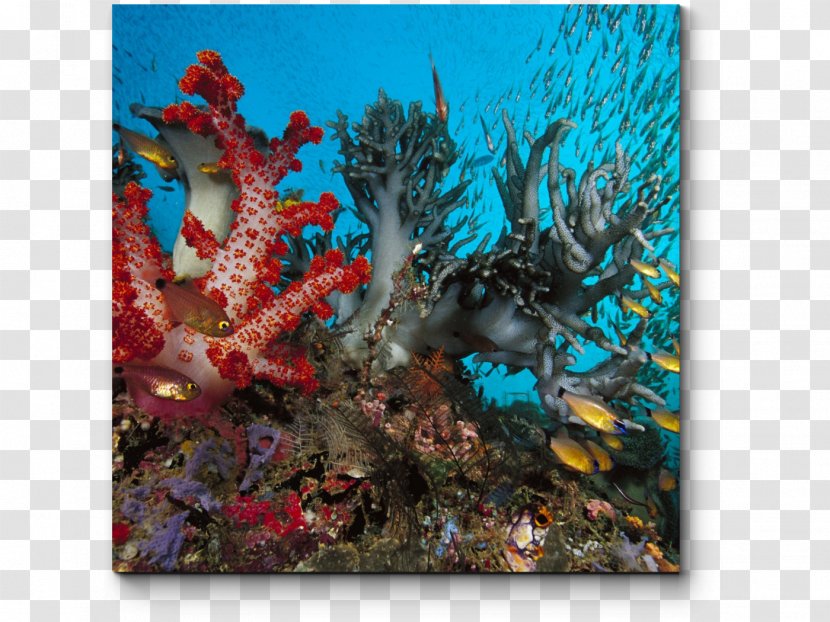 Coral Reef Underwater Deep Sea Creature Ocean - Invertebrate Transparent PNG