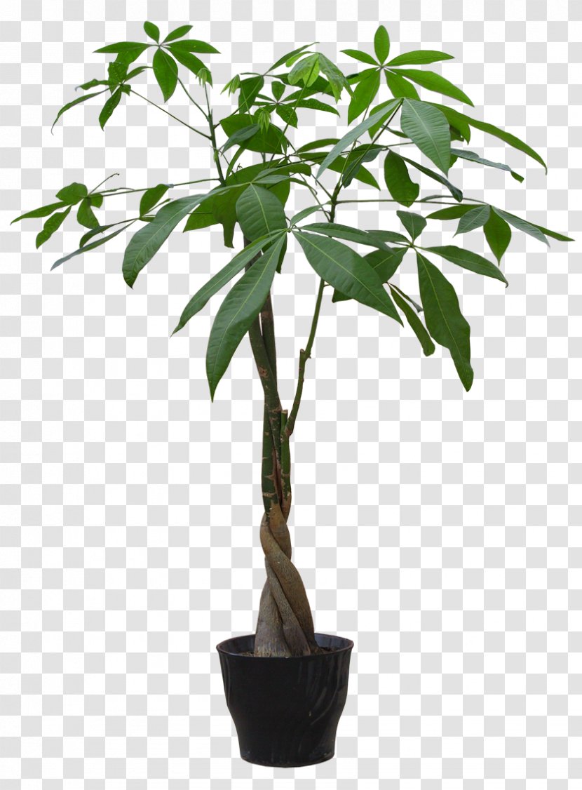 Guiana Chestnut Plant Flowerpot Bonsai Seed Transparent PNG