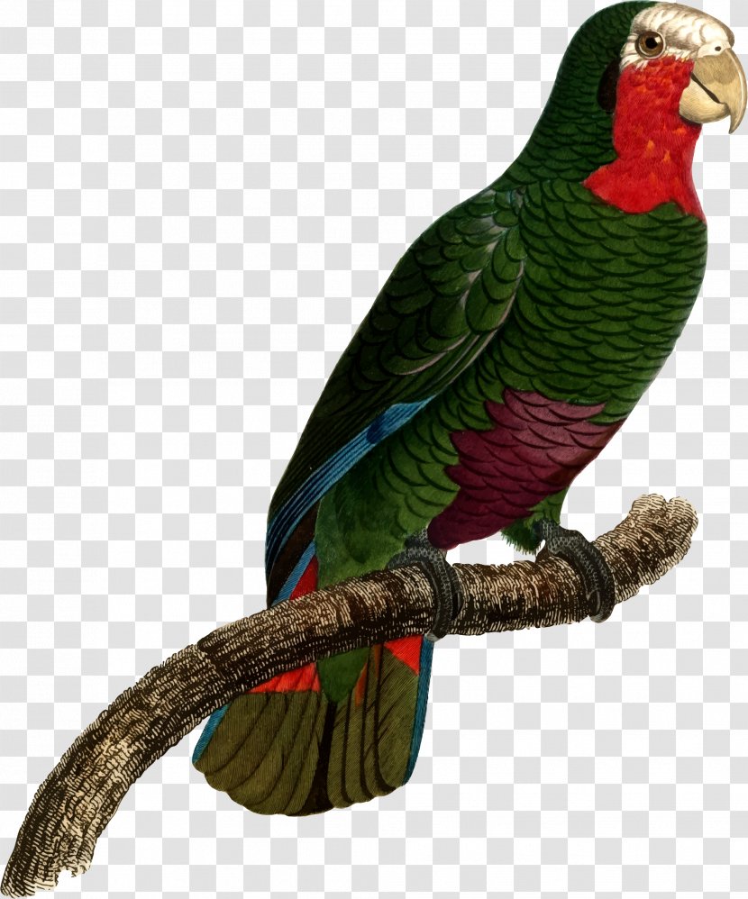 Macaw Parakeet Beak Clip Art - Galliformes Transparent PNG