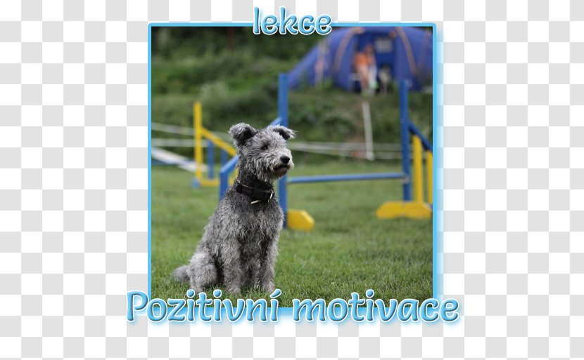 Miniature Schnauzer Standard Lakeland Terrier Glen Kerry Blue - Play - Dog Sport Transparent PNG
