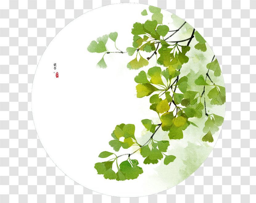 Ginkgo Biloba Drawing Leaf - Clover - Background Transparent PNG