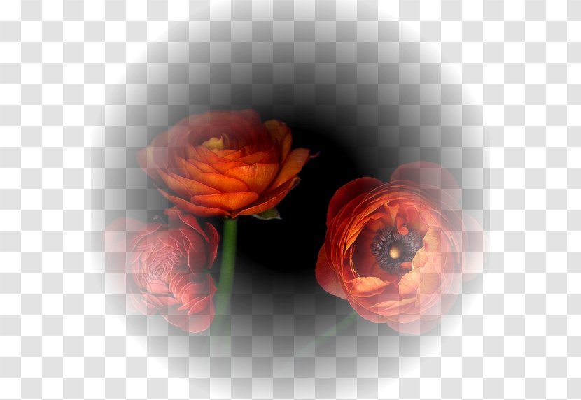 Flower Garden Roses Petal Photography - Floral Design Transparent PNG