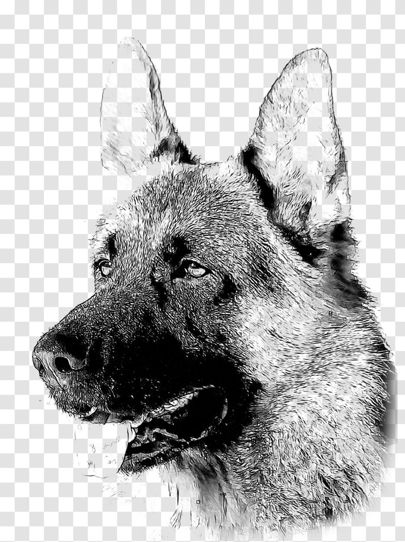 Kunming Wolfdog German Shepherd Saarloos Czechoslovakian Norwegian Elkhound - Pembroke Welsh Corgi Transparent PNG
