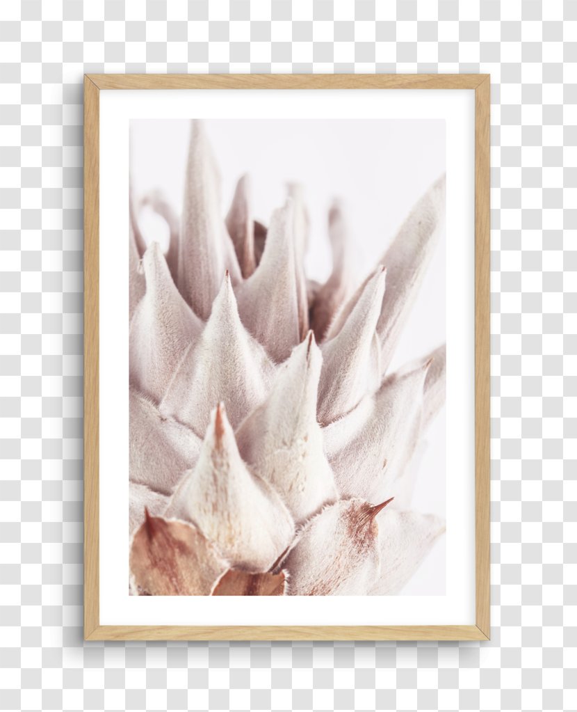 King Protea Fine Art Petal Flower - Watercolor - Monstera Frame Transparent PNG