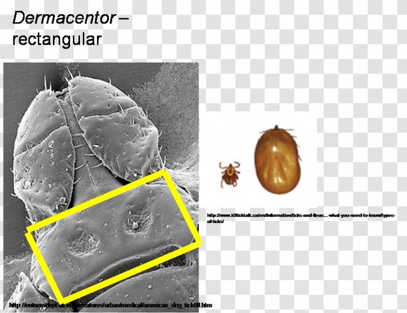 Organism - Design Transparent PNG