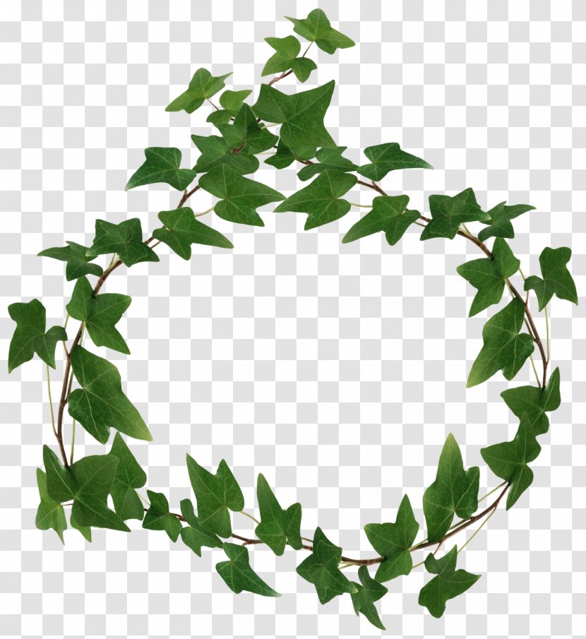 Leaf Clip Art Branch Plants - Vine Transparent PNG