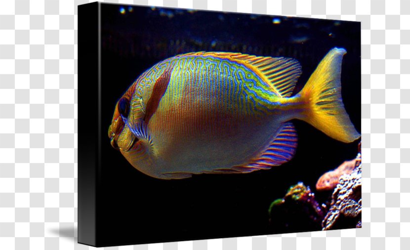 Aquarium Marine Biology Coral Reef Fish Angelfishes - Photography - Amaze Transparent PNG