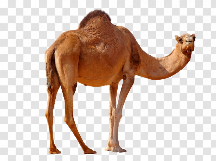 Dromedary Bactrian Camel - Terrestrial Animal Transparent PNG