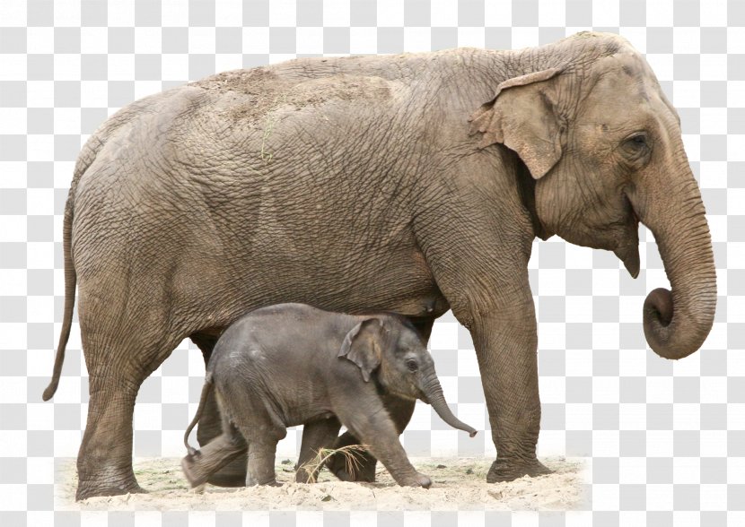 African Elephant Clip Art - Terrestrial Animal Transparent PNG