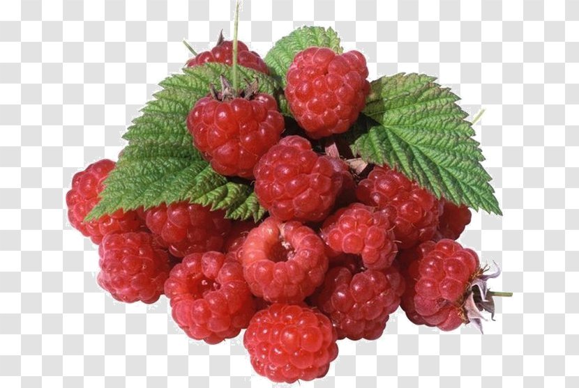 Red Raspberry Plant Shop 