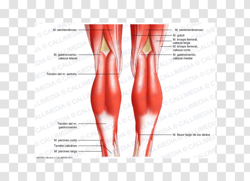 Knee Human Body Tendon Anatomy Diagram - Frame - Biceps Transparent PNG