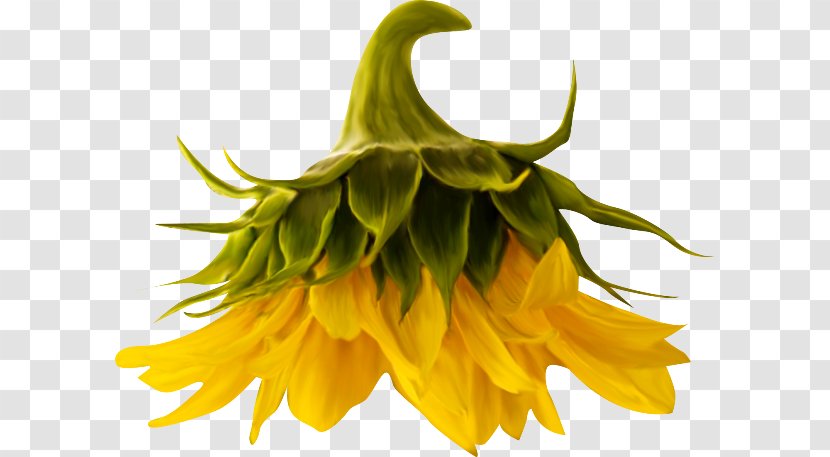 Common Sunflower PhotoScape Clip Art - Flowering Plant - Girasoles Transparent PNG
