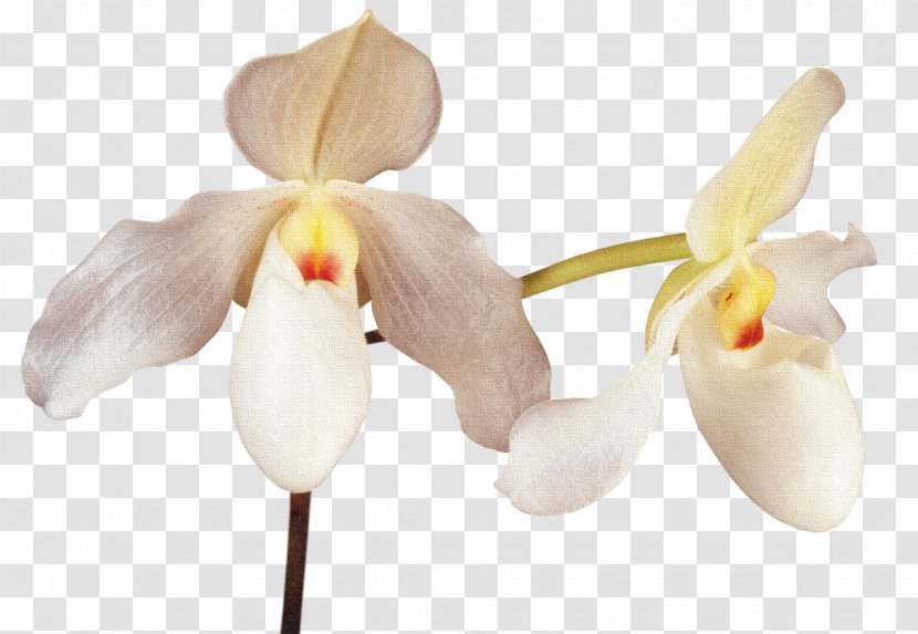 Cattleya Orchids Moth - Orchid Transparent PNG