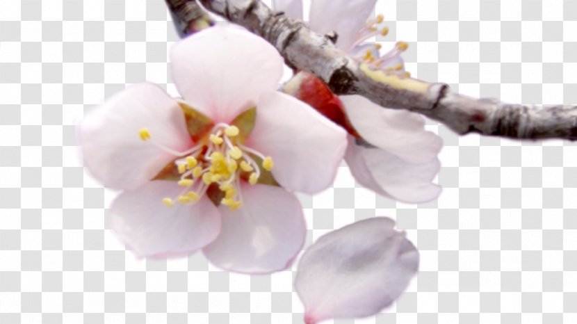 Moth Orchids Cherry Blossom Cut Flowers Petal - Flower - Almond Transparent PNG