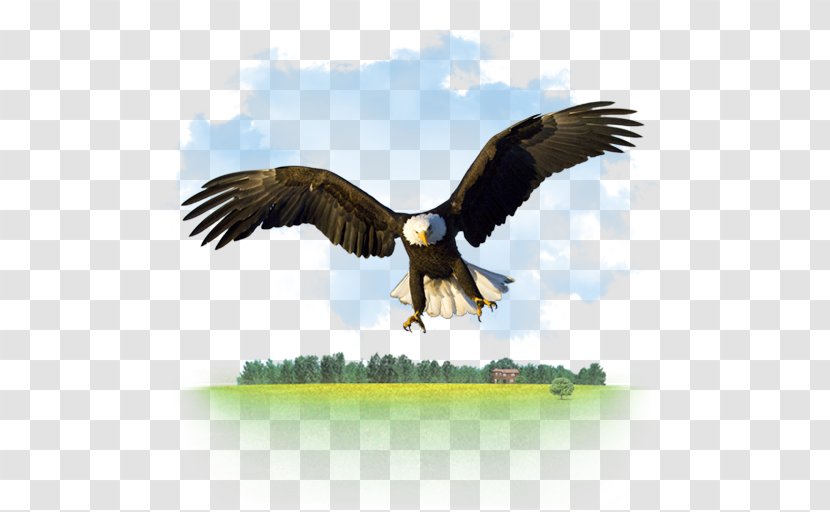 Bald Eagle Desktop Wallpaper High-definition Television - Wing - Gnu Animal Icon Transparent PNG