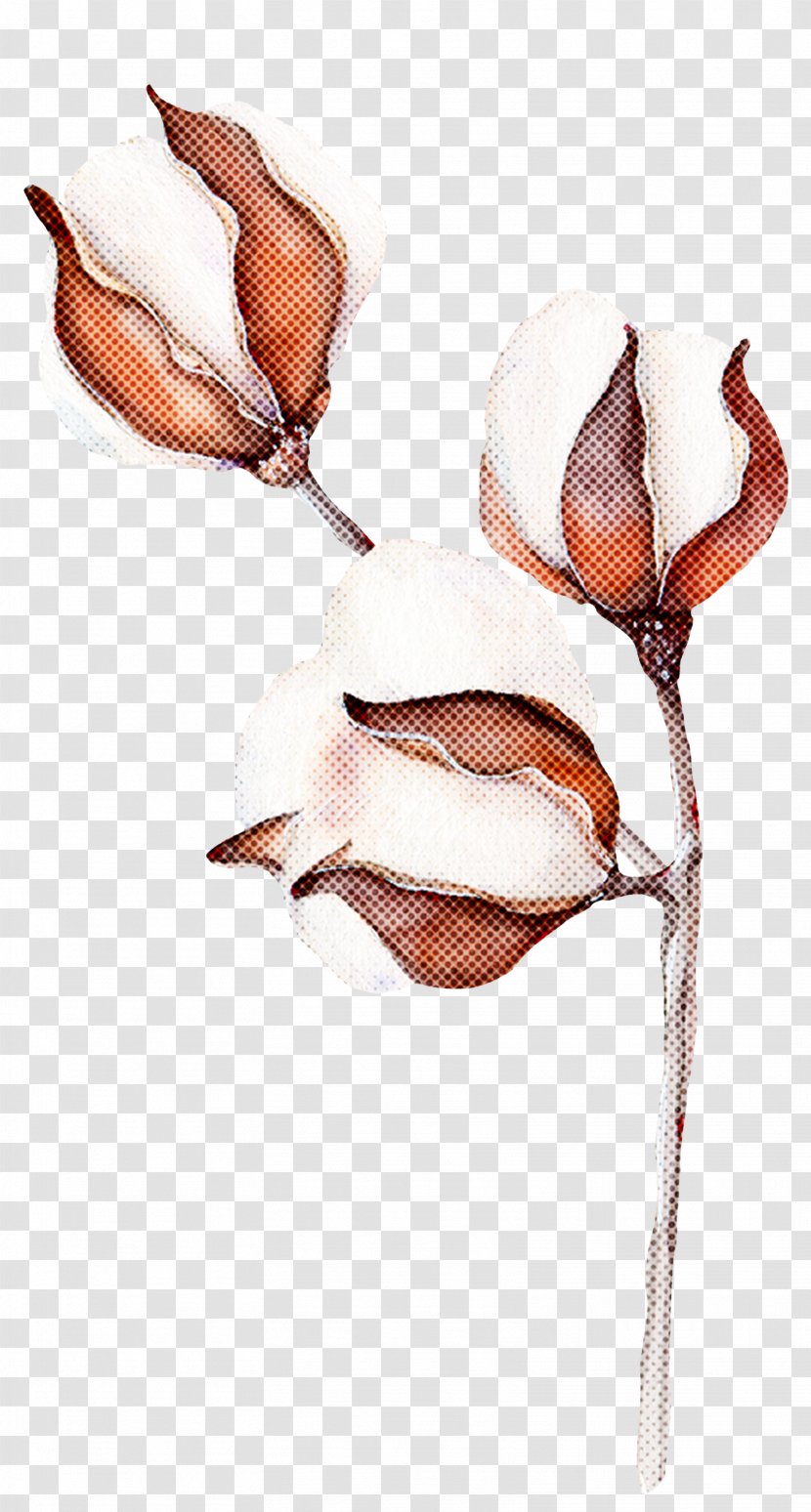 Plant Branch Flower Magnolia Transparent PNG