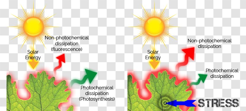 Chlorophyll Fluorescence Photosynthesis Kautsky Effect - A - Photosynthetic Efficiency Transparent PNG
