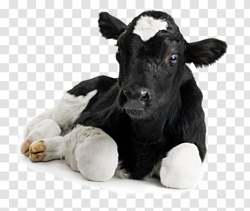 calf holstein friesian cattle gyr dairy farm agriculture absorb flyer transparent png calf holstein friesian cattle gyr dairy