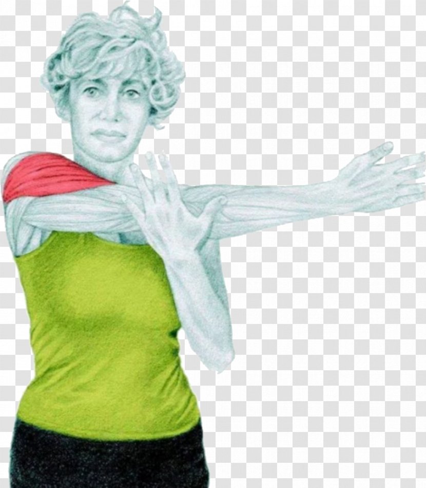 Stretching Exercise Muscle Physical Fitness Centre - Shoulder Exercises Transparent PNG