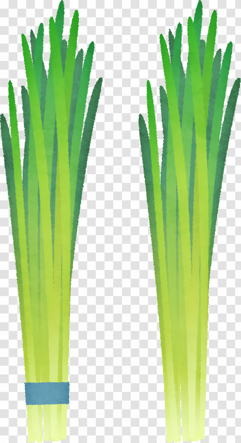 Welsh Onion Commodity Herb Onions Transparent PNG