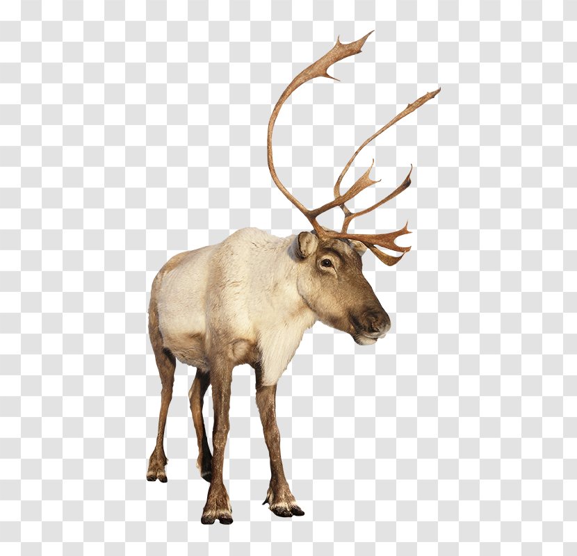 Reindeer Rudolph Christmas Moose - Antler - Tambourine Green Transparent PNG