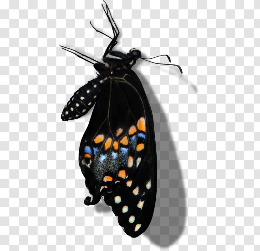 Monarch Butterfly Moth - Invertebrate - Black Transparent PNG