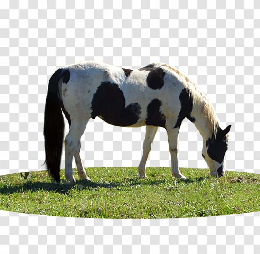 Mare Stallion Foal Mustang Pony - Grass Transparent PNG