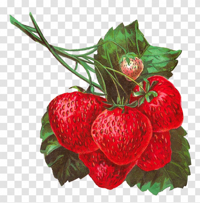 Strawberry Fruit Clip Art - Plant - Illustration Transparent PNG