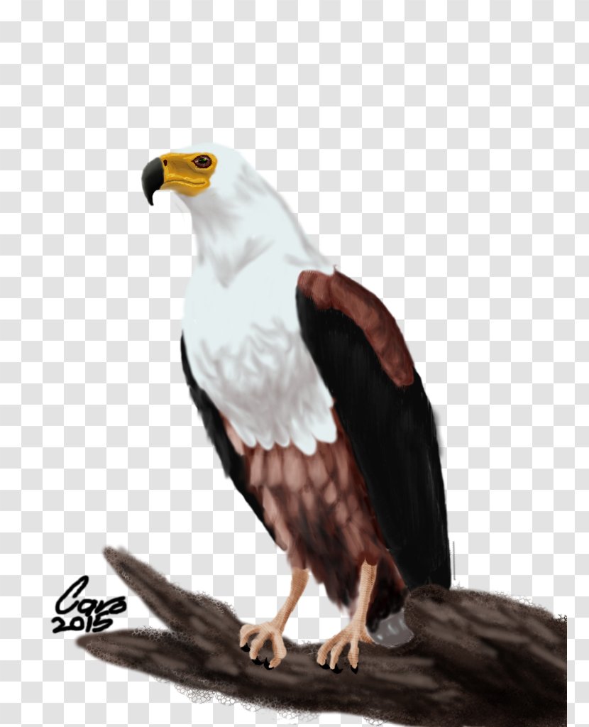 Bald Eagle Bird African Fish White-tailed Transparent PNG