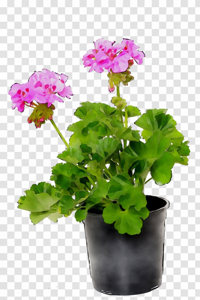 Flowerpot Houseplant Annual Plant Geraniums Primrose - Pink Transparent PNG