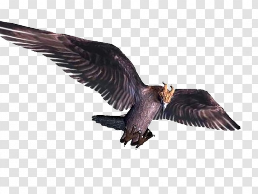 Bird Flight Vulture - Black Birds Transparent PNG