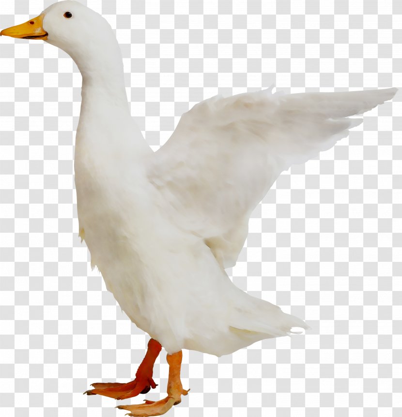 Duck Goose Chicken Bird Grey Geese - Tail - Animal Figure Transparent PNG