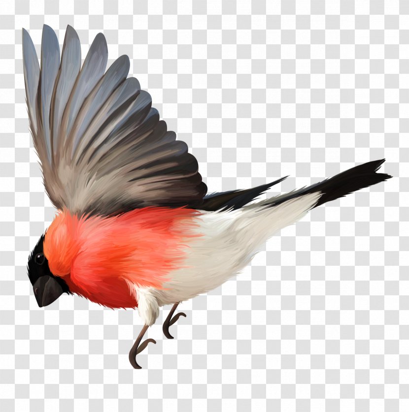 Bird Flight Beak Feather Transparent PNG